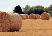 CUNG CẤP RƠM CUỘN