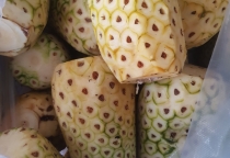 CUNG CẤP KHÓM GỌT SƠ CHẾ