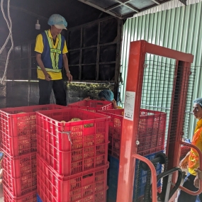 CUNG CẤP KHÓM TIỀN GIANG