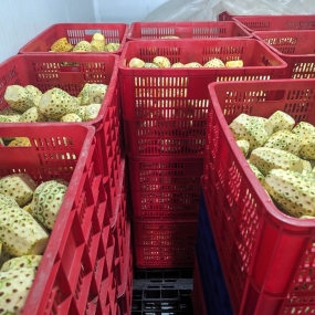 KHÓM XUẤT KHẨU TÂN PHƯỚC