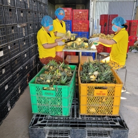 KHÓM GỌT SƠ CHẾ TÂN PHƯỚC