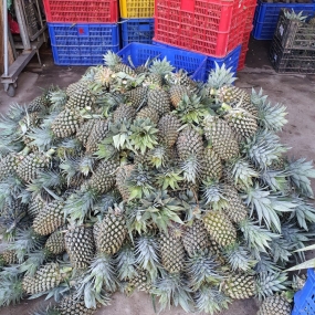 CUNG CẤP KHÓM XUẤT KHẨU