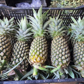 KHÓM QUEEN TÂN PHƯỚC