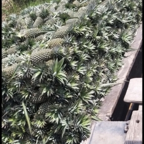 KHÓM GỌT TÂN PHƯỚC