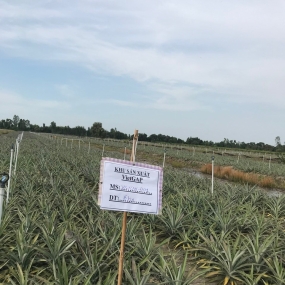 RUỘNG KHÓM TÂN PHƯỚC